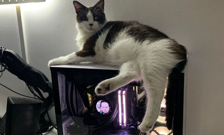 Why Choose a CPU Cooler with a Cat on It for Your Gaming Rig?